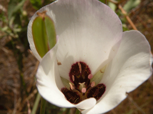 Calochortus catalinae